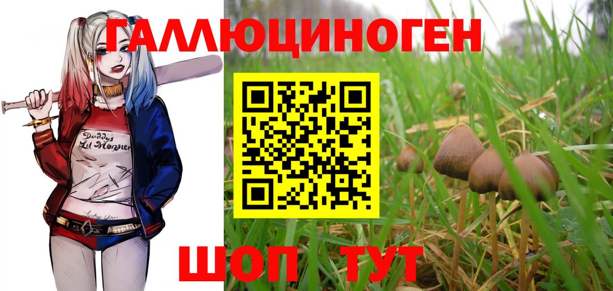 Видное  Псилоцибиновые грибы Psilocybe  Галлюциногенные грибы Magic Shrooms  Вход с VPN 